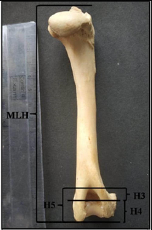 Photograph showing lengths of different segments of humerus of Indian Barking deer