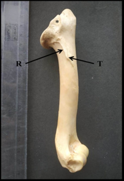 Photograph showing lateral surface of humerus of Indian Barking deer showing triangular shaped area for insertion of infra-spinatus muscle (*), deltoid ridge (R) and deltoid tuberosity (T)