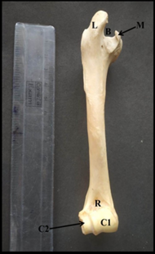Photograph showing anterior surface of humerus of Indian Barking deer showing medial tuberosity (M) and lateral tuberosity (L) curving over the bicipital groove (B), radial fossa (R), medial condyle (C1) and lateral condyle (C2)