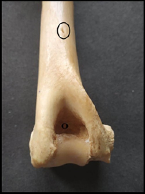 Photograph showing distal extremity of humerus of Indian Barking deer showing nutrient foramen (encircled) and deep olecranon fossa (O)
