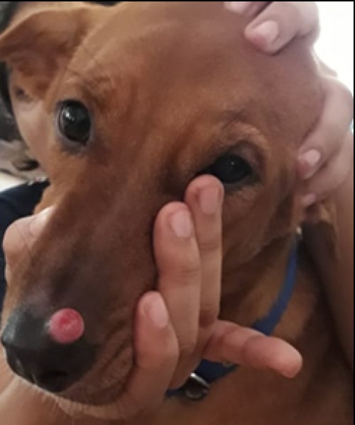 Dog-Tumour nodule on the rhinarium