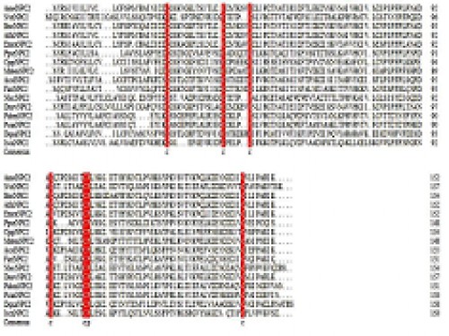 Amino acid sequences alignment of representative NPC2 protein in hymenoptera was constructed with DNAMANN 8 software using multiple sequence alignment bases on full alignment methods. The red colors represent the consensus sequence of 6 Cysteine and 1 Proline