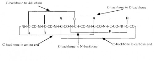 Modes of C-backbone cyclisation