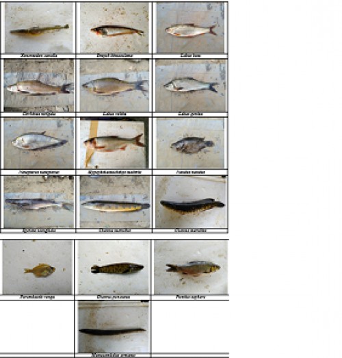 Photographs of commonly available fishes at Kotwal Reservoir