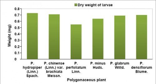 Dry weights of <em>G. placida </em>larvae feed on different species of polygonacea