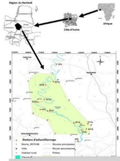 Location of the sampling stations in the Upper-Bandama Fauna and Flora Reserve (RFFHB). pond (MS and MVS); River (NYA and NYB); Bandama - (BTA, BTB; BSA; BSB; BYA; BYB (located in the reserve), BN and BB stations (located outside the reserve)