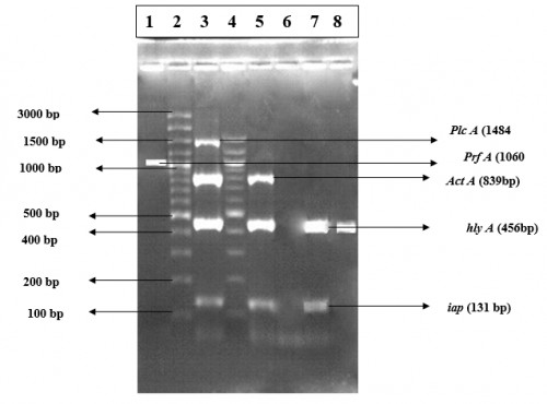 Agarose gel showing polymerase chain recation amplified product of 1060 bp for <em>prf</em> A gene, 1484 bp for <em>plc</em>A gene, 839 bp for <em>act</em>A gene, 456 bp for<em> hly</em>A gene and 131bp for <em>iap</em> gene in <em>L. monocytogenes</em> isolates. Lane1:isolate M-2(Singleplex<em> prfA</em> gene), Lane2:100bp plus DNA ladder, Lane3: isolate –A-2, Four-gene combination (<em>plcA, actA, hlyA </em>and<em> iap), </em>Lane 4: 100 bp DNA ladder, Lane 5: isolate E-12-three-gene combination (<em>actA, hlyA, </em>and <em>iap)</em>Lane 6: Blank; lane 7: isolate E-11 two-gene combination (<em>hlyA and iap</em>) and Lane 8:isolate A-14 <em>hly</em>A gene