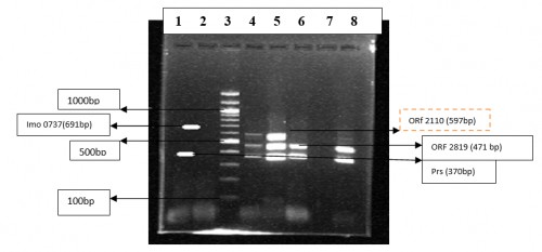 Agarose gel showing Multiplex PCR serotyping for determination of the serogroups of isolates obtained from bovine environment, animal clinical cases and milk. Lane1: isolates E-16 <em>L. monocytogenes</em> serogroup1/2a; Lane 2: Negative Control Lane3: 100 bp DNA ladder; Lane 4: isolates M-5 <em>L. monocytogenes</em> serogroup1/2b and 4b; Lane5: isolatesACC-<em>3 L. monocytogenes</em> serogroup 1/2band 4b; Lane6: isolate-E-<em>3 L. monocytogenes</em> serogroup 4b; Lane7: blank; Lane8: isolate M-14 <em>L. monocytogenes</em> serogroup 4b