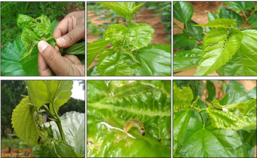 Incidence of Leaf roller <em>D. pulverulentalis</em>on mulberry