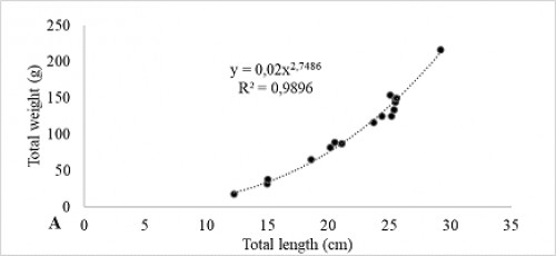 Length-weight relationship of <em>S. eurystomus </em>from Fergana Valley. (A) female