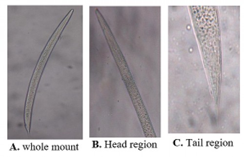 Morphology of Infective Juveniles (IJs) of <em>Steinernema siamkayai</em>