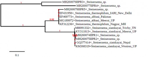 Phylogenetic relationships of <em>Steinernema</em> species based on ITS rDNA regions.