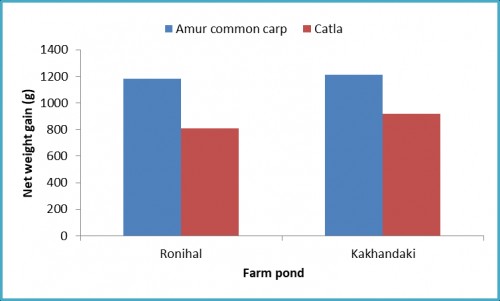 Growth performance of Amur common carp and Catla in selected farm ponds of Vijayapur District