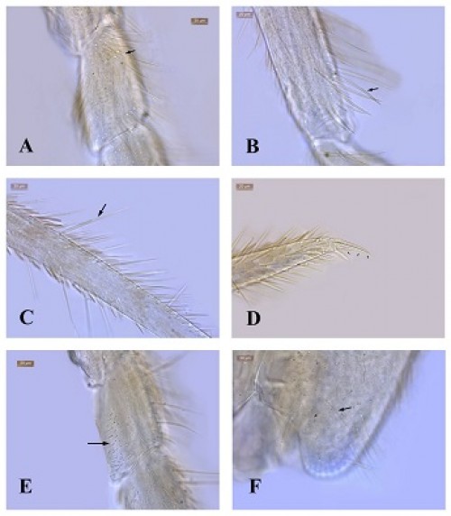 <em>Acanthurella satkosiaensis </em>n.sp.: 3A: Trochanter setae; 3B: Femur Mc, 3C: Tibia tarsus setae; 3D: Unguis, 3E: Trochanteral organ; 3F: Mc on Abd. IV