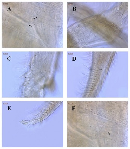 <em>Acanthurella satkosiaensis </em>n.sp.: 4A: bot. complex on Abd.II; 4B: Ventral tube; 4C: Manubrial distal thick setae; 4D: Dental spine; 4E: Mucro; 4F: Abd. Scales