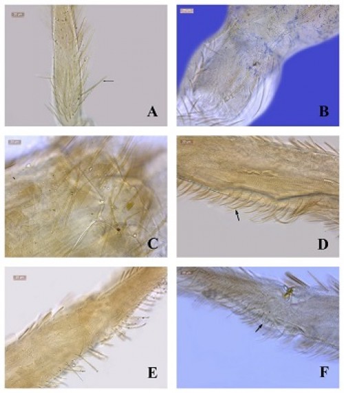<em>Lepidocyrtus </em>(<em>Cinctocyrtus</em>)<em> satkosiaensis </em>n. sp.: 3A: Mc. on tibiatarsus; 3B: Ventral tube setae anterior; 3C: Abd.V-VI setae; 3D: Manubrial thick setae; 3E: Manubrial plate; 3F: Dental tubercle