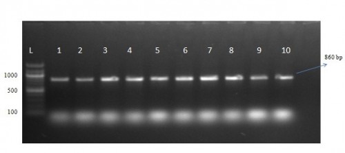 Amplification of <em>mt </em>COI gene fragment using the universal primer (C1-J-2195 and L2-N-3014). L: DNA Ladder; (1-10)<em> Bemisia tabaci </em>samples collected from Rajendranagar, Telangana