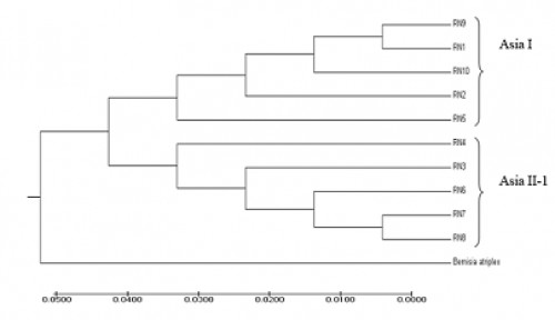 UPGMA (Unweighted Pair Group Method with Arithmetic Mean) phylogenetic tree of the mtCOI gene from <em>Bemisia tabaci </em>samples collected at Rajendranagar, Telangana. <em>Bemisia atriplex</em> (GU086362) was used as the outgroup