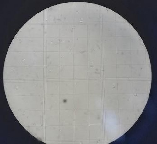 Spores as seen under Haemocytometer