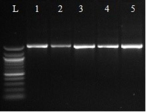 PCR analysis of bacterial isolates using 16s primers (L: 1kb plus marker, lane 1- S1C4, lane 2- S6C3 and lane 3- S2C1)