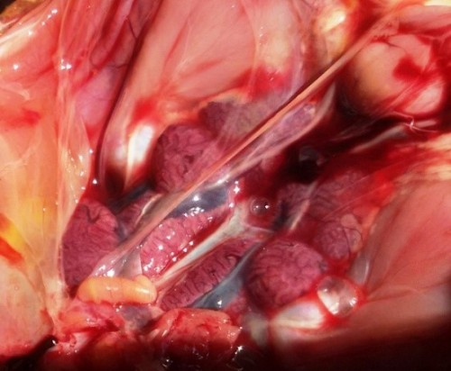 Hepatitis–hydropericardium syndrome in poultry Swollen kidneys with alternating areas of pale and hemorrhagic parenchyma (arrows) of poultry affected with HHS