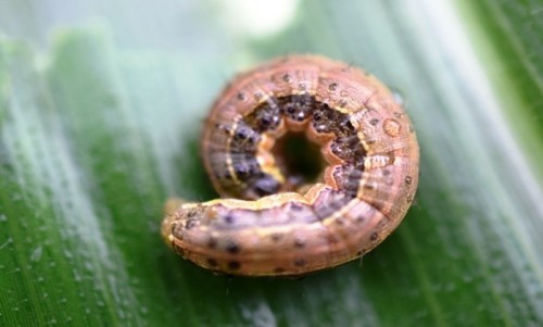 Full grown larva