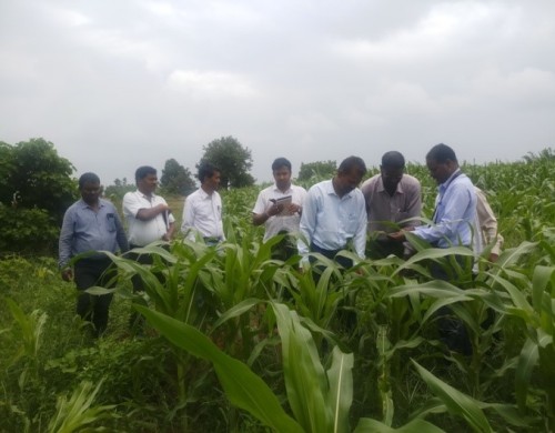 survey work at farmers maize field