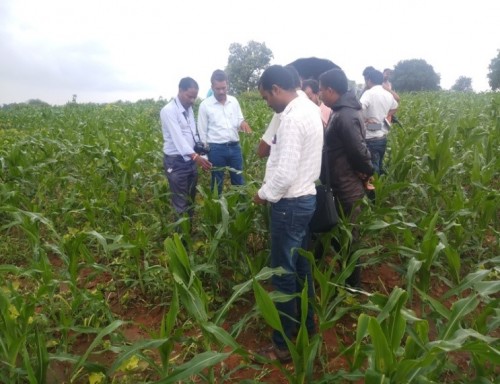 Survey work at farmers maize field